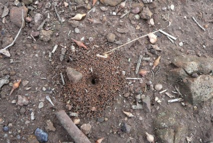 Ant nest