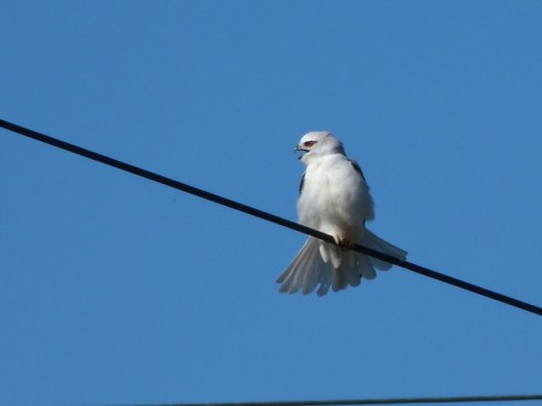 Black Shouldered Kite Roya