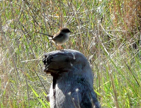 Female Blue Wren