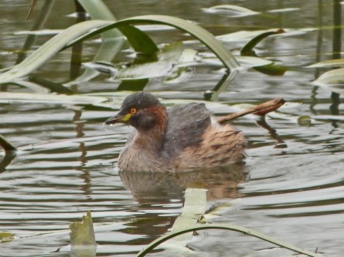 Grebe in Royal Park West