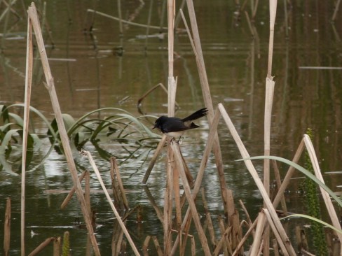 Willy Wagtail on reads at Royal Park West